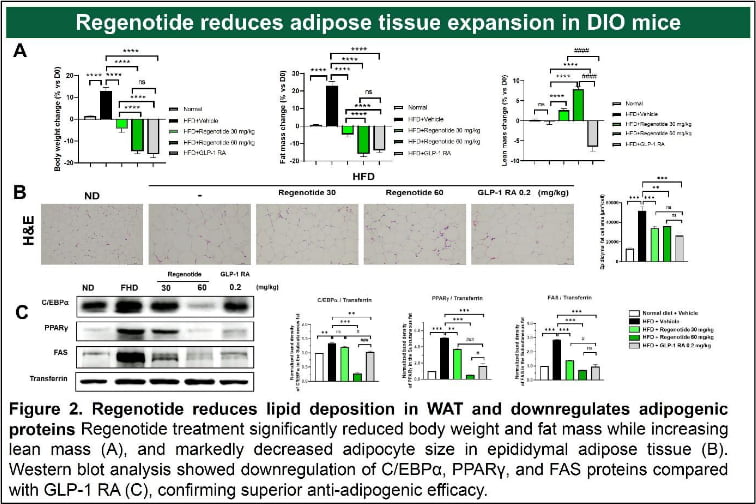 나이벡, 펩타이드 신약 리제노타이드로 체중은 줄이고 근육은 늘렸다