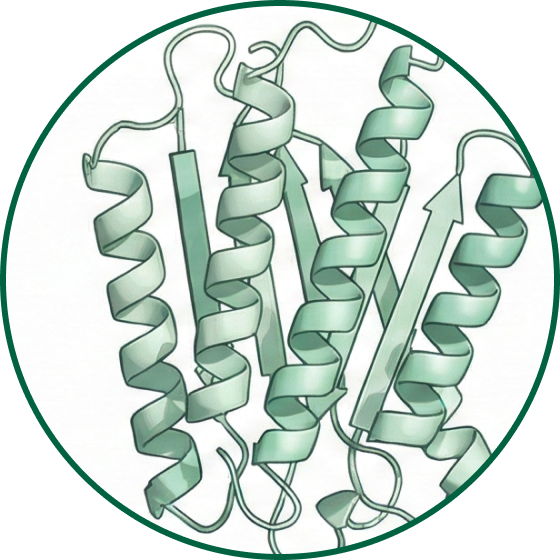 Optimization Of Bioactive Peptide